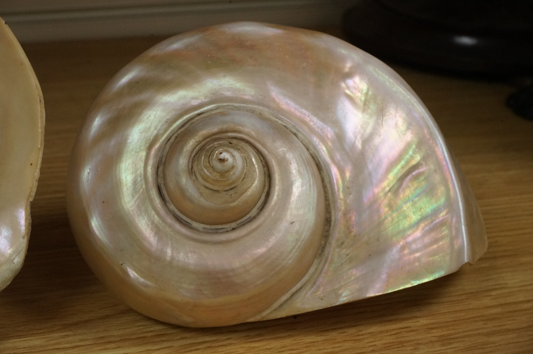 A pair of Turbo Marmoratus shells, each approximately 16cm wide.